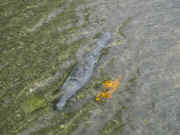 DSCN5681.JPG (129987 Byte)